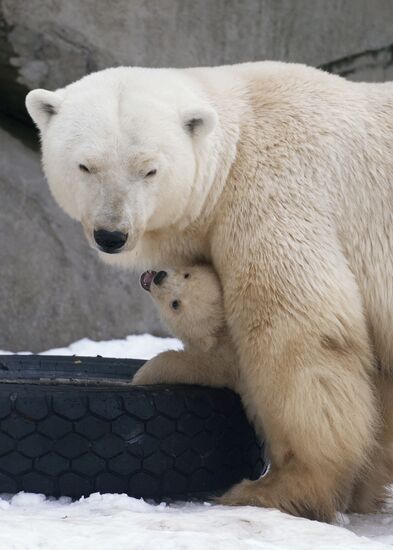 Новорожденные белые медвежата в Московском зоопарке