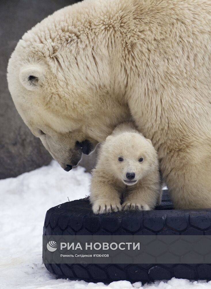 Новорожденные белые медвежата в Московском зоопарке