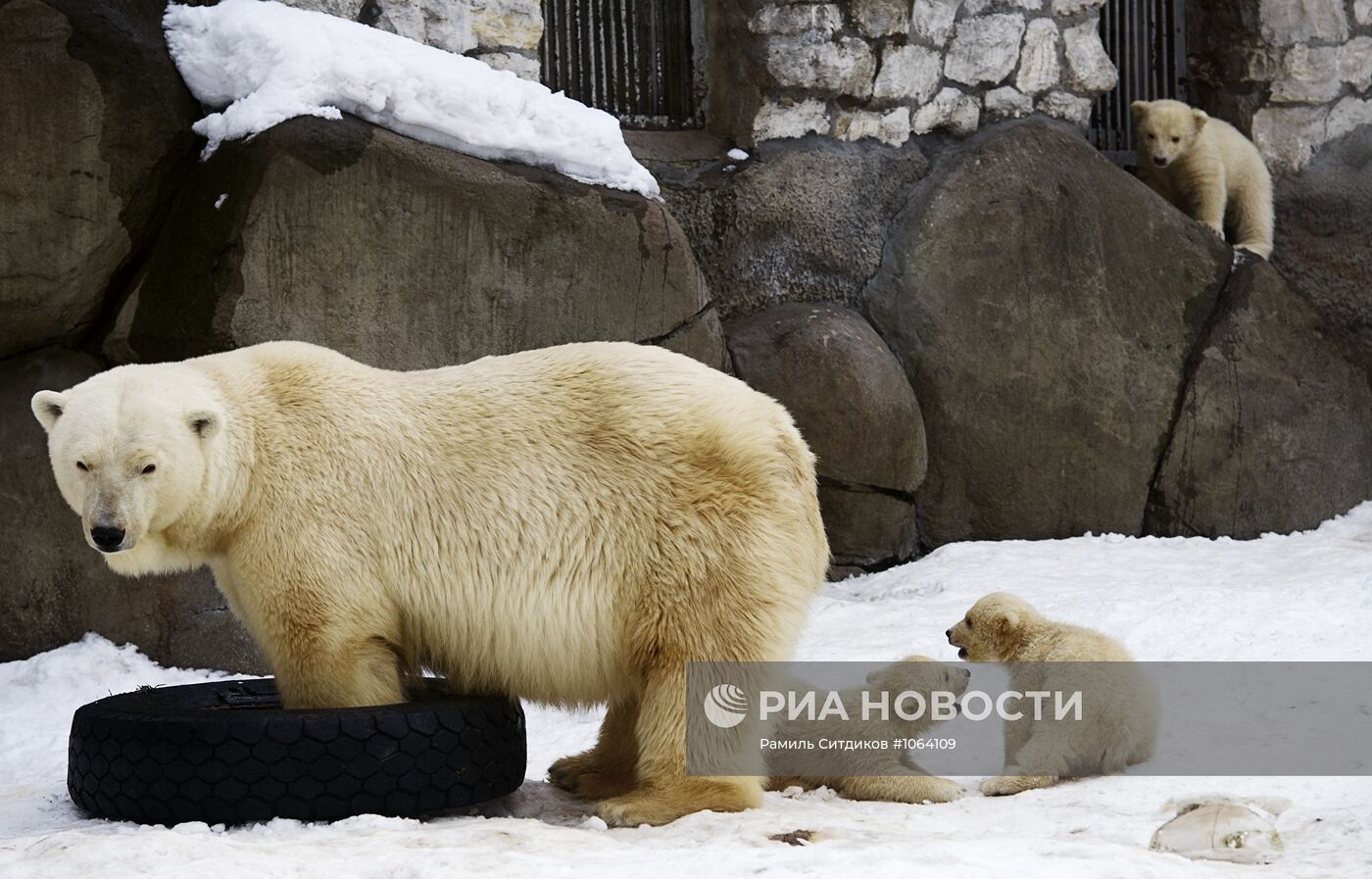Новорожденные белые медвежата в Московском зоопарке