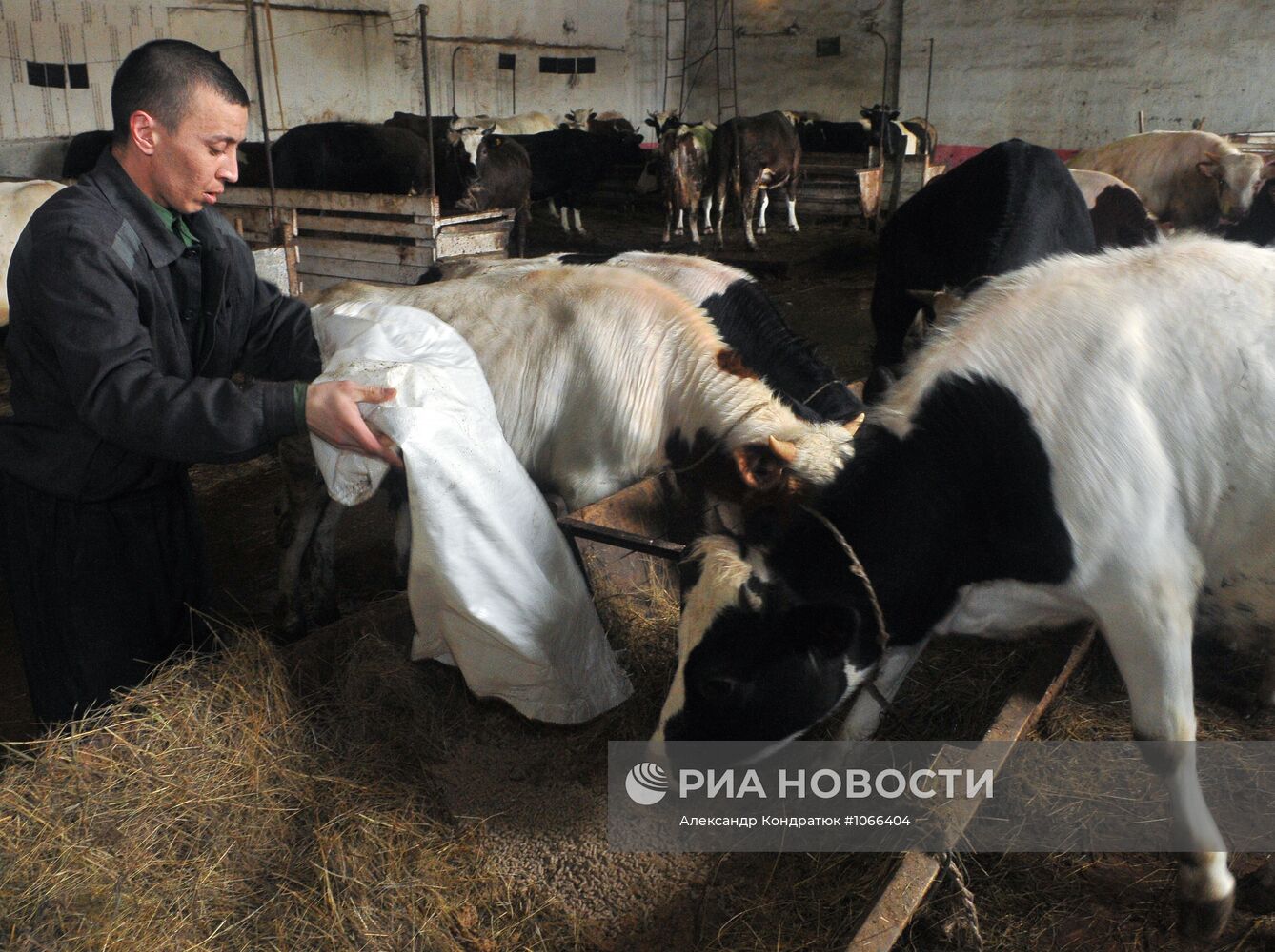 Работа подсобного хозяйства ИК № 21 в городе Касли | РИА Новости Медиабанк