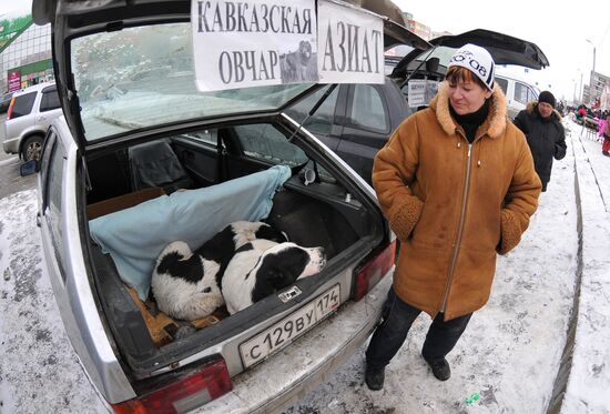 Работа Птичьего рынка в Челябинске