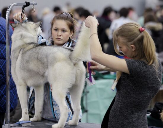 Международная выставка собак "Евразия 2012" в Москве