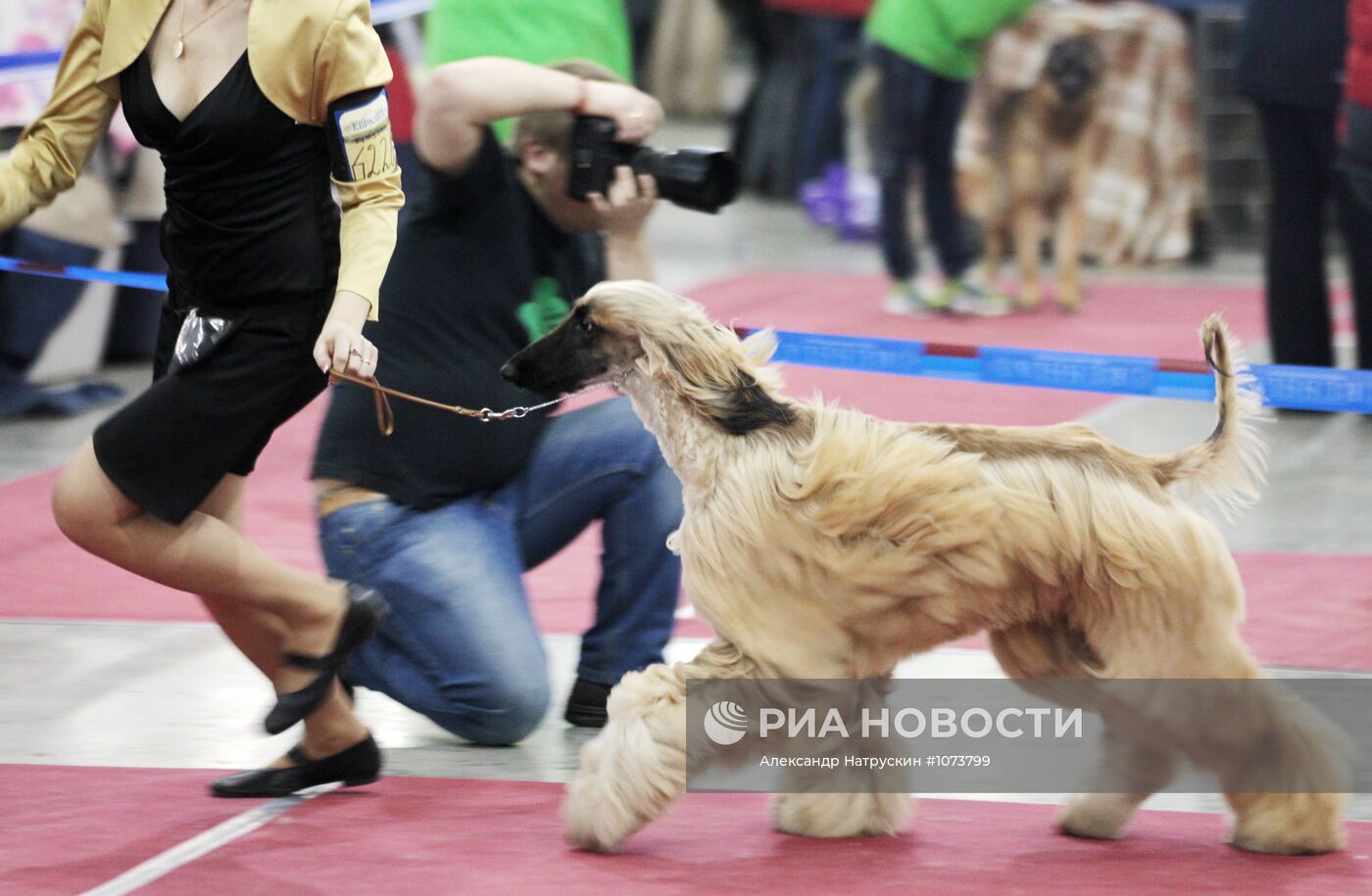 Международная выставка собак "Евразия"