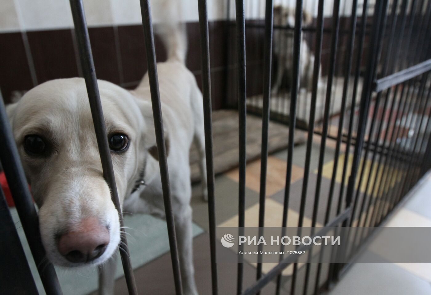 Работа приюта для собак "Друг" в Омске