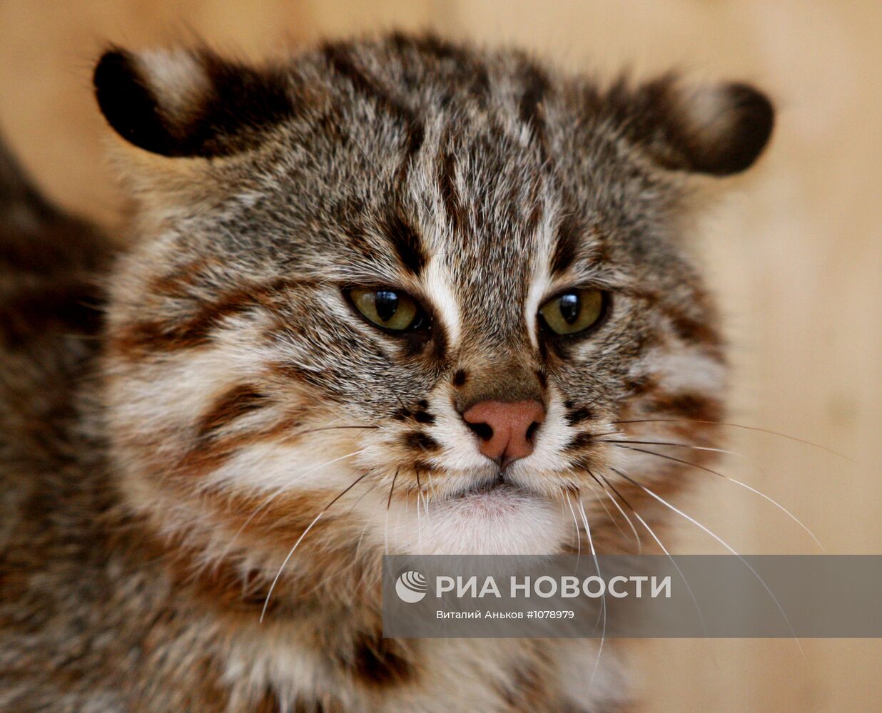 Дальневосточные лесные коты в зоопарке Садгород | РИА Новости Медиабанк