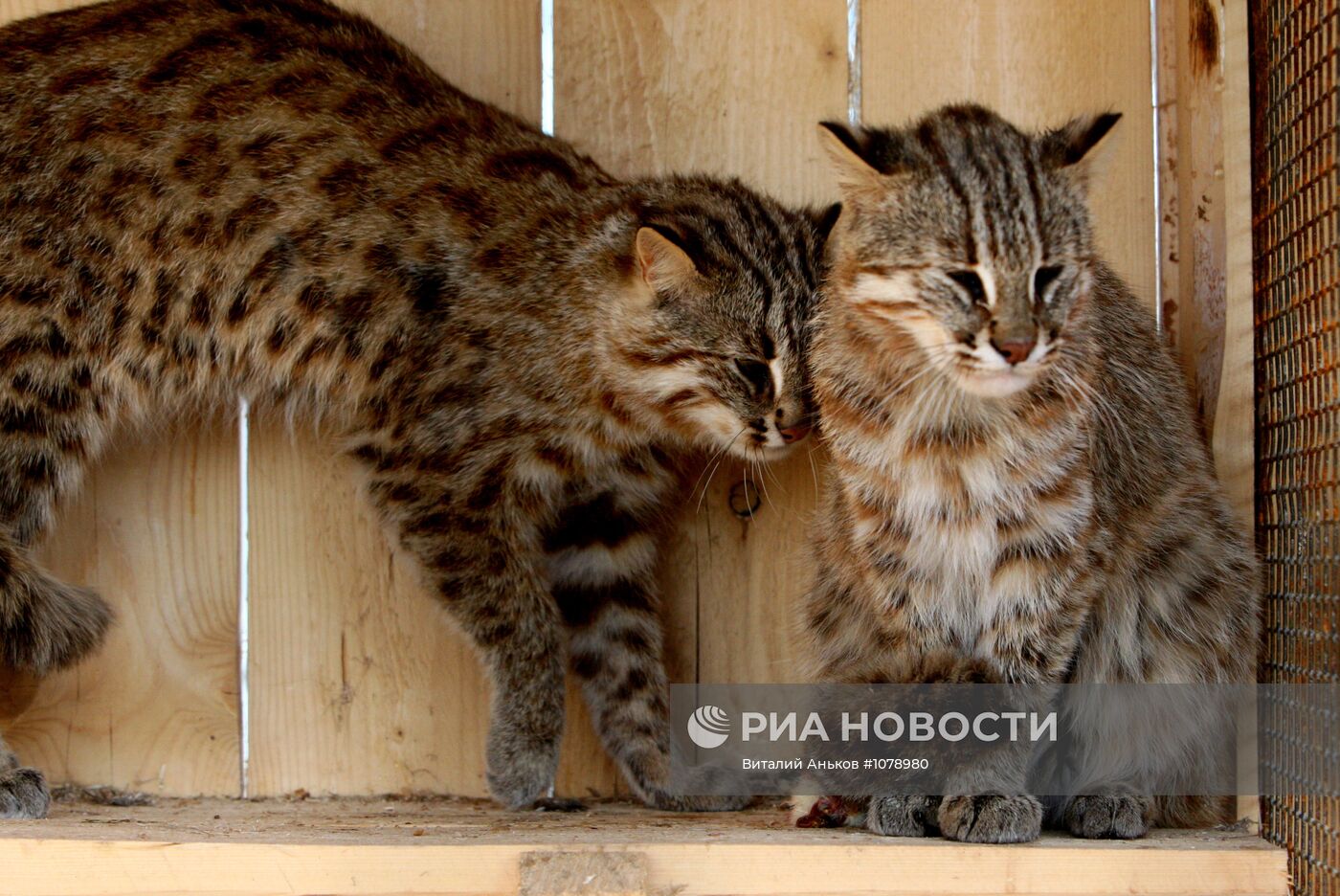 Дальневосточные лесные коты в зоопарке "Садгород"