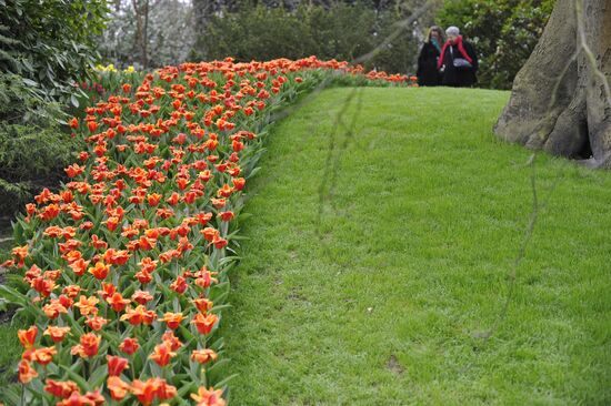 Парк цветов Кекенхоф в Нидерландах