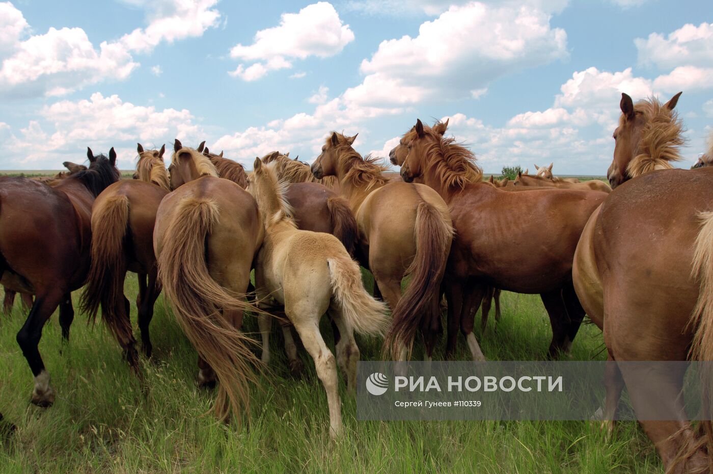 Табун лошадей в калмыцких степях