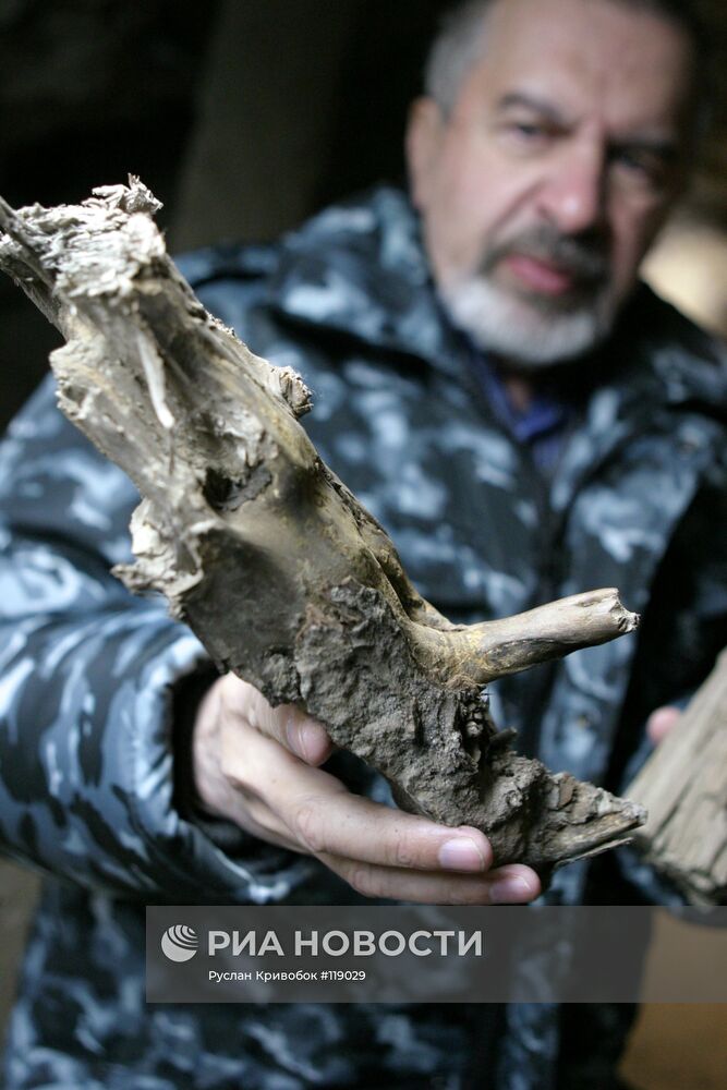 Кусок ствола дерева, которому 10.000 лет