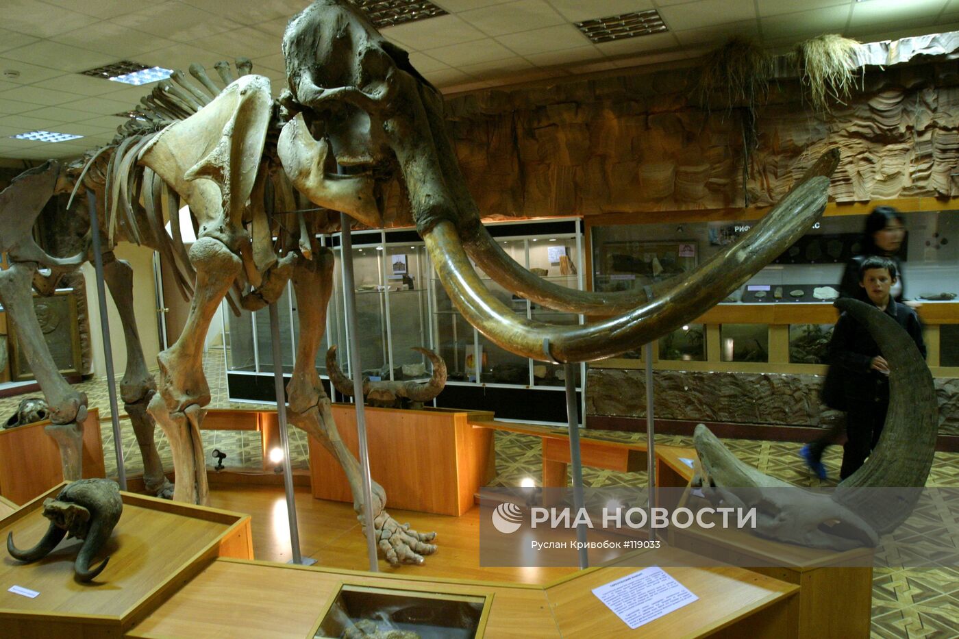 Тирехтяхский мамонт в музее истории и культуры народов Севера