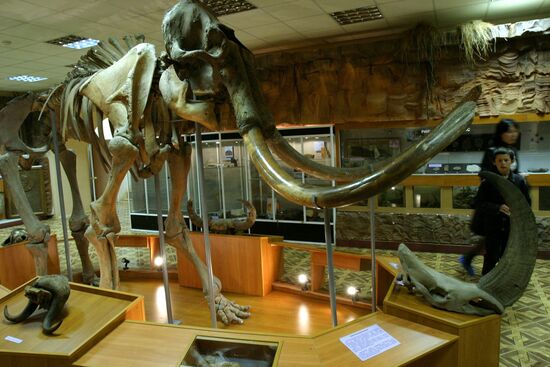 Тирехтяхский мамонт в музее истории и культуры народов Севера