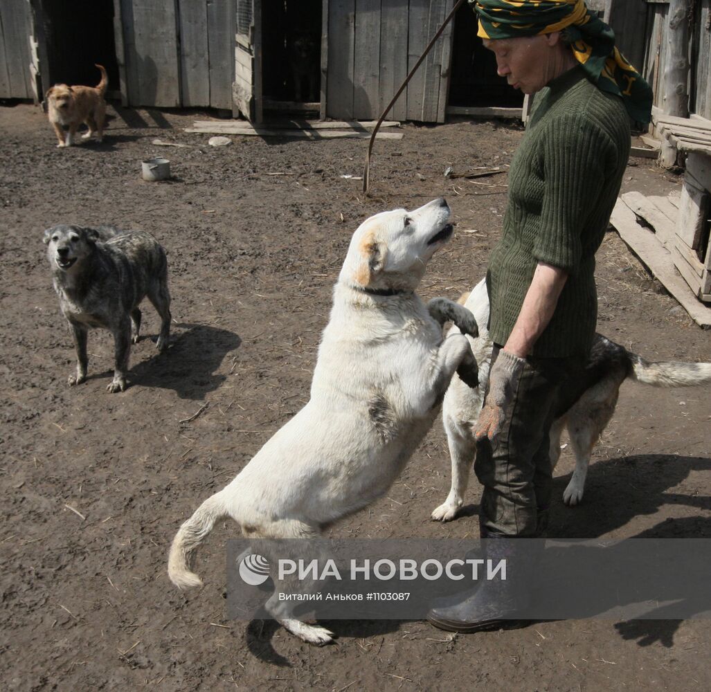 Приют для бездомных животных в п.Кипарисово Приморского края