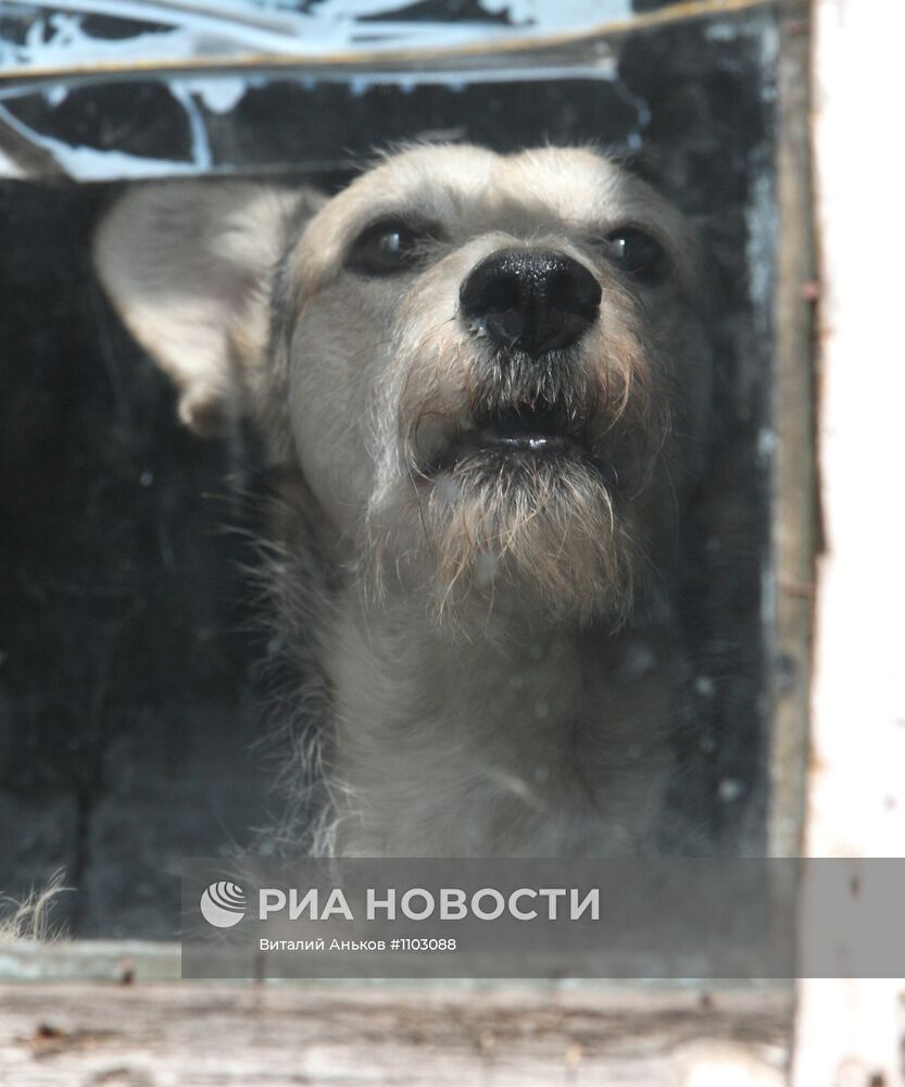 Приют для бездомных животных в п.Кипарисово Приморского края