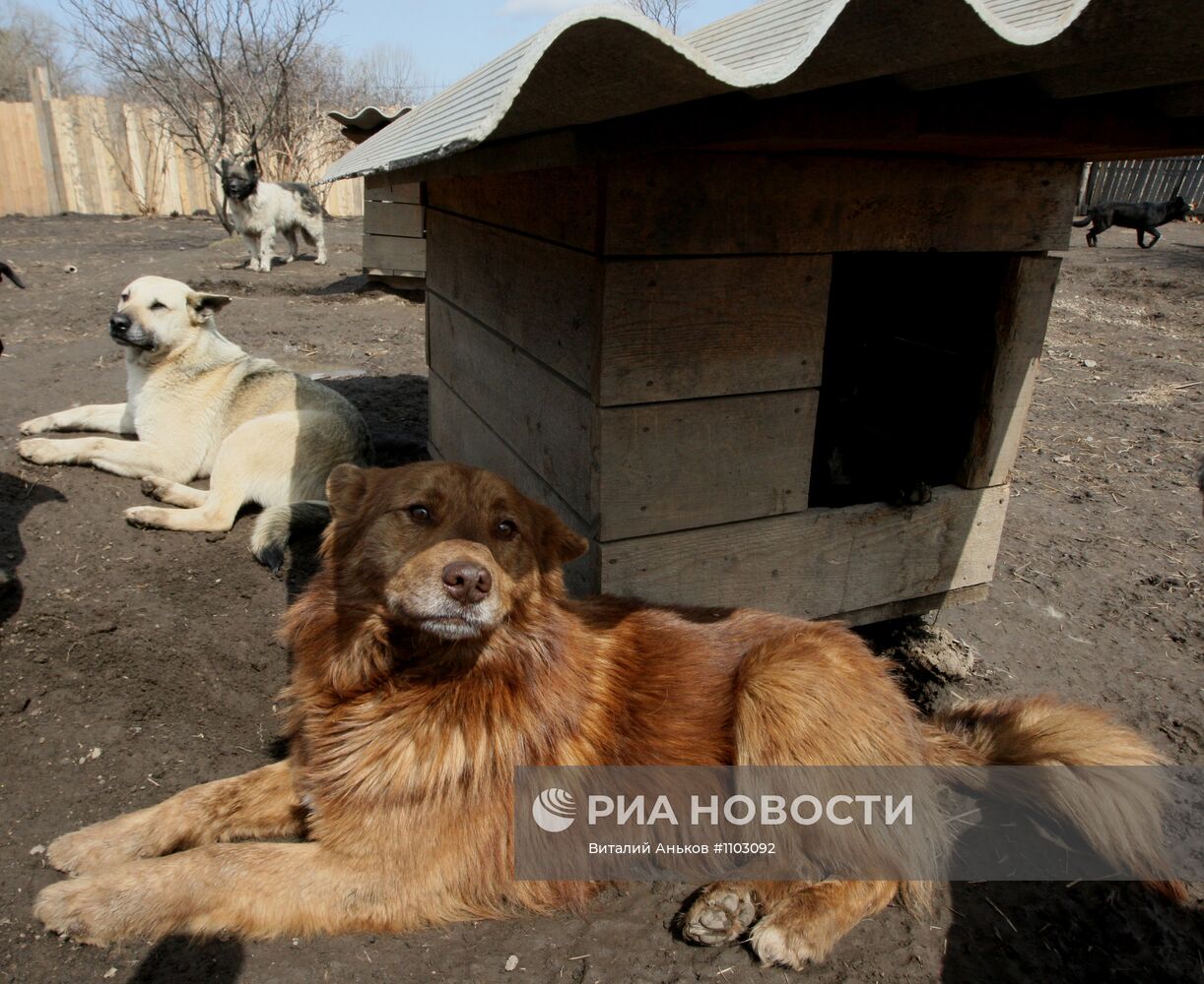 Приют для бездомных животных в п.Кипарисово Приморского края