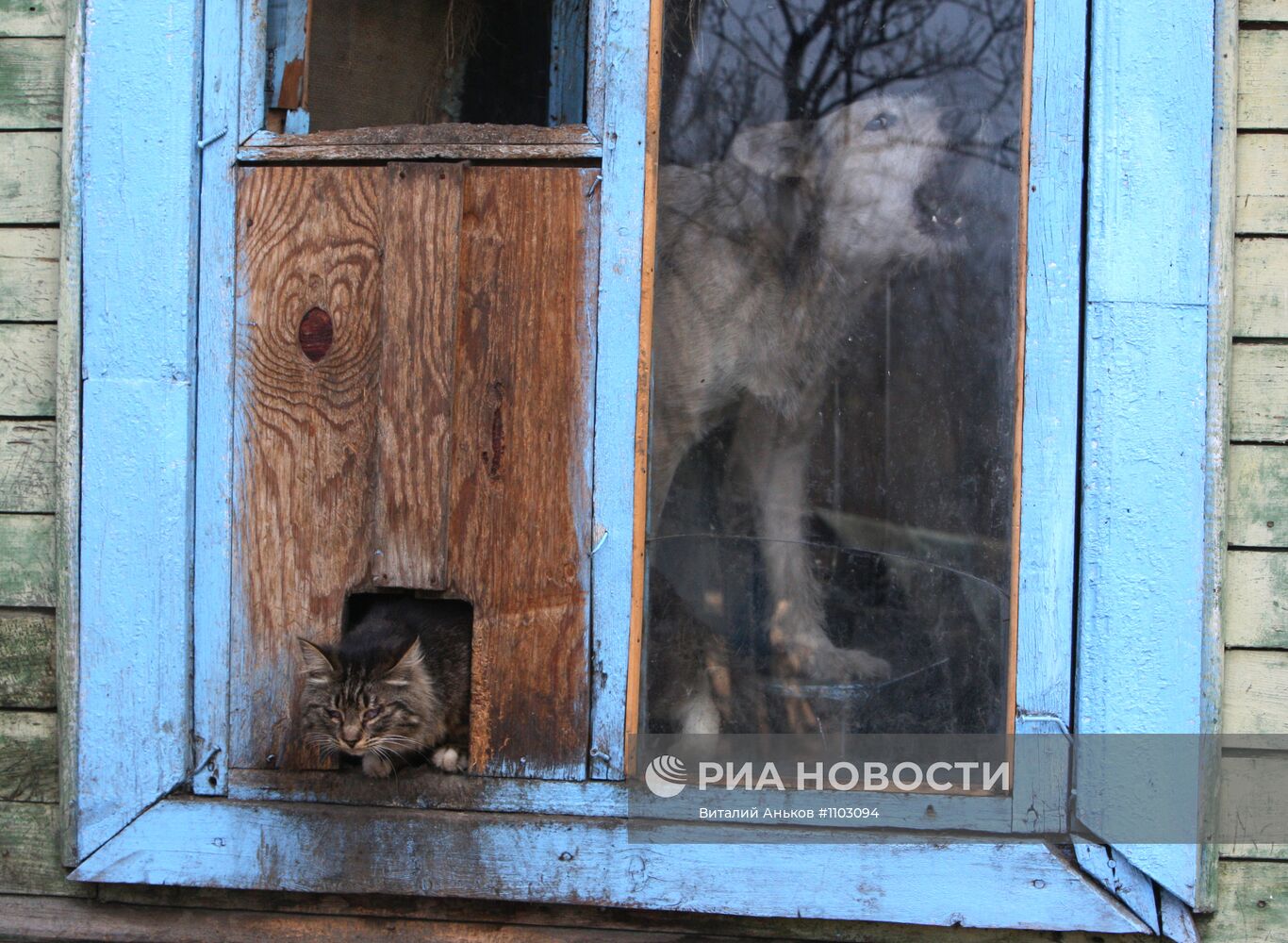 Приют для бездомных животных в п.Кипарисово Приморского края