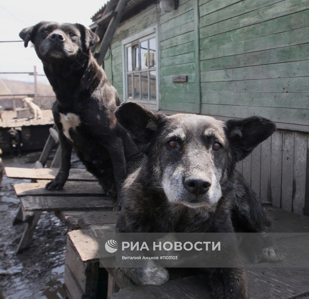 Приют для бездомных животных в п.Кипарисово Приморского края