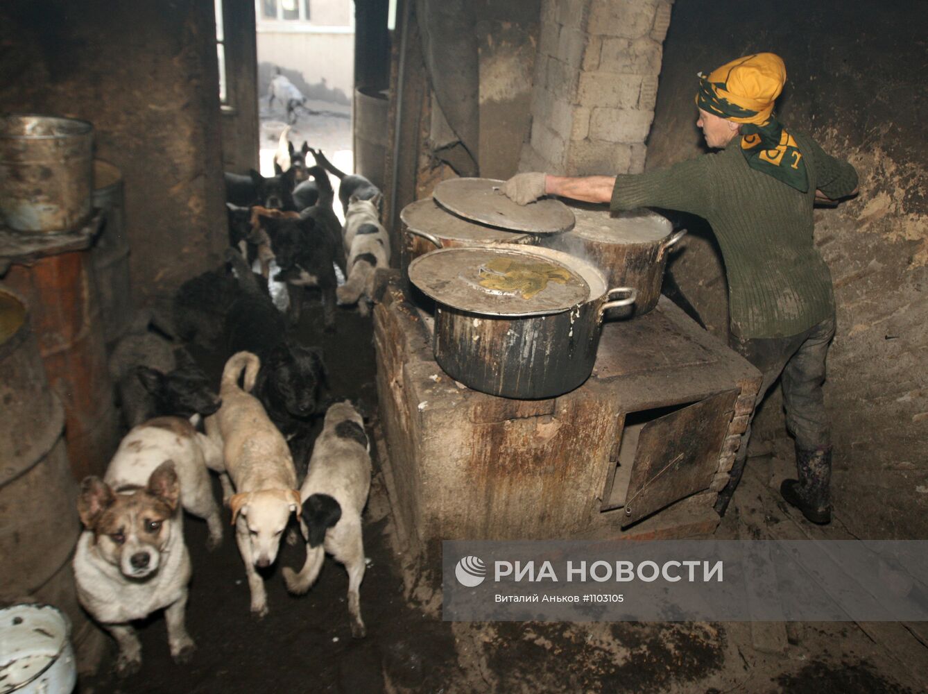 Приют для бездомных животных в п.Кипарисово Приморского края