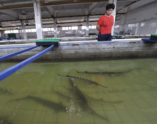Получение оплодотворенной икры осетров на рыбоводном заводе
