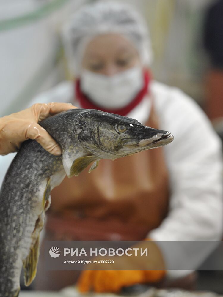 Переработка рыбы в рыболовецкой артели в Астрахани