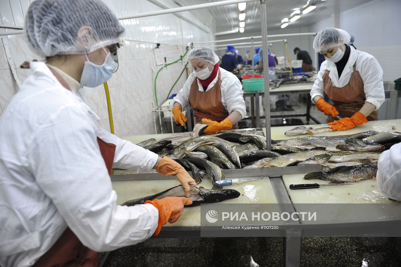 Переработка рыбы в рыболовецкой артели в Астрахани