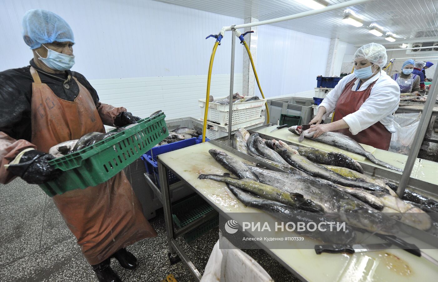 Переработка рыбы в рыболовецкой артели в Астрахани