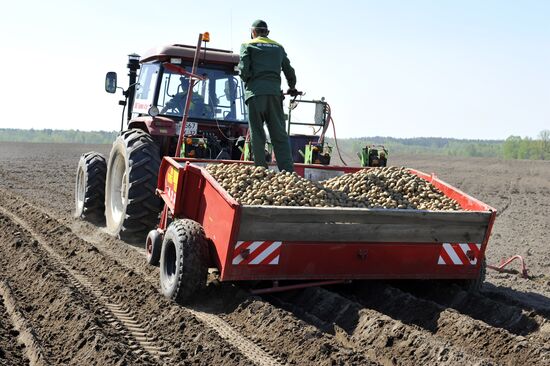 Посадка картофеля на полях ООО "Брянск Агро" в Брянской области
