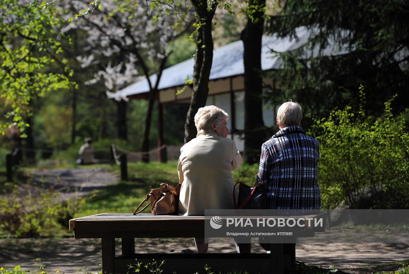 Цветение сакуры в ботаническом саду