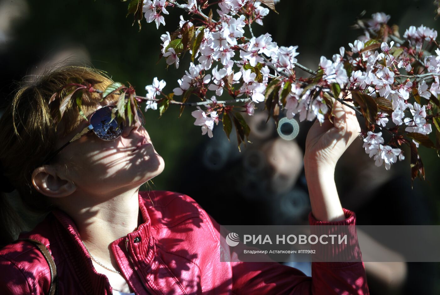 Цветение сакуры в ботаническом саду