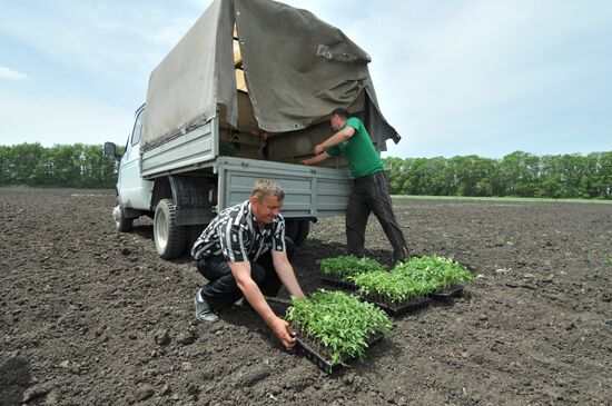 Весенне-полевые работы в Ставропольском крае