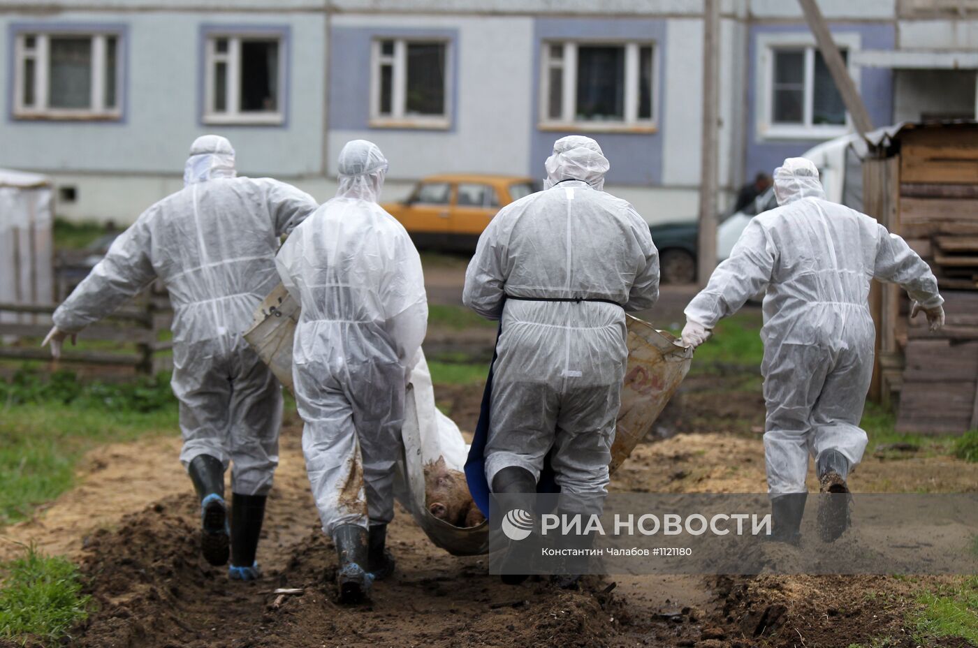 Вспышка африканской чумы свиней в Новгородской области