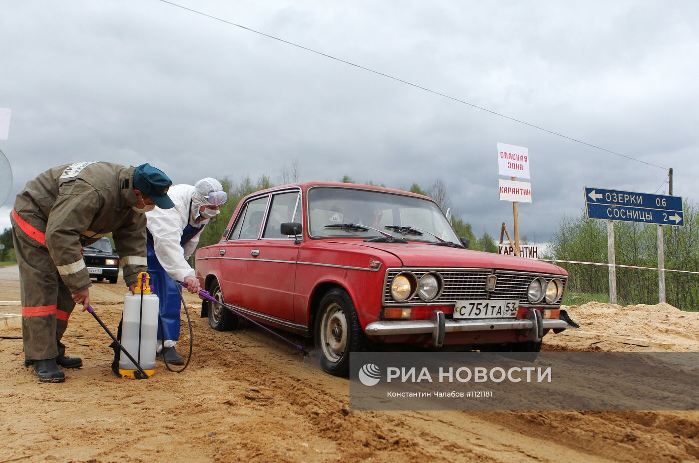 Вспышка африканской чумы свиней в Новгородской области