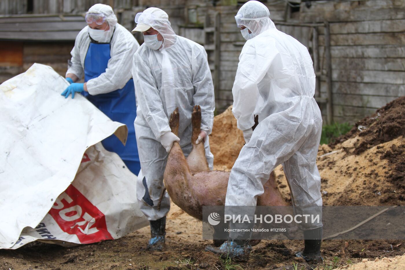 Вспышка африканской чумы свиней в Новгородской области