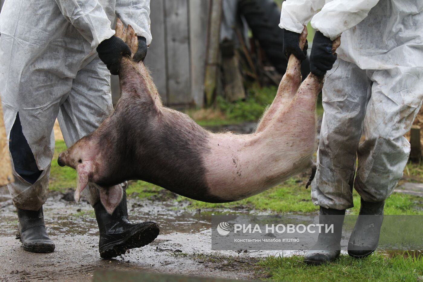 Вспышка африканской чумы свиней в Новгородской области