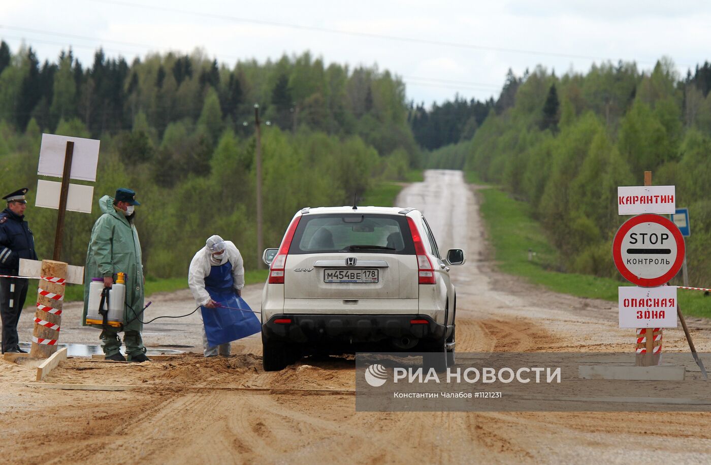 Вспышка африканской чумы свиней в Новгородской области