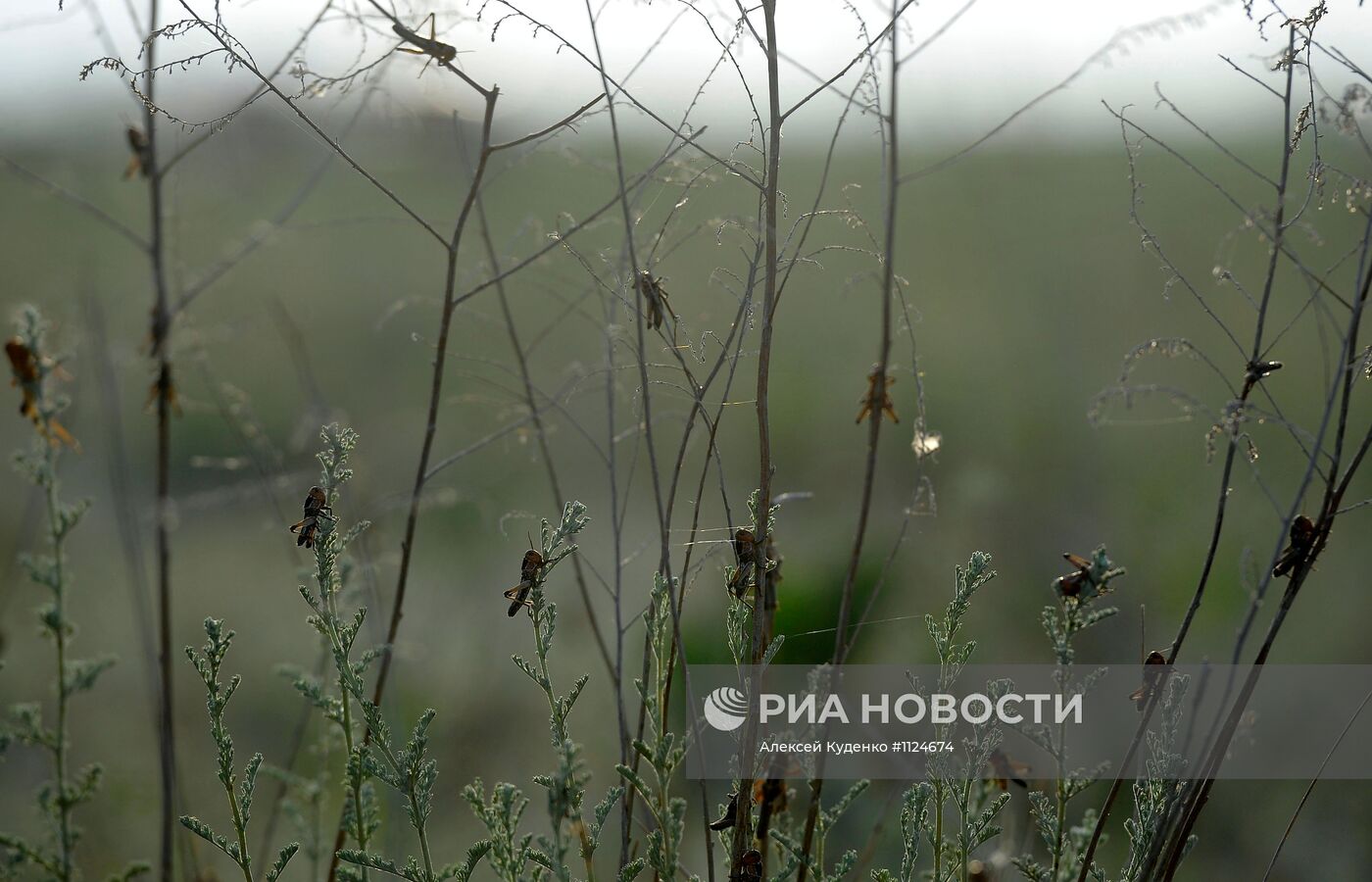 Режим ЧС введен в районе Астраханской области из-за саранчи