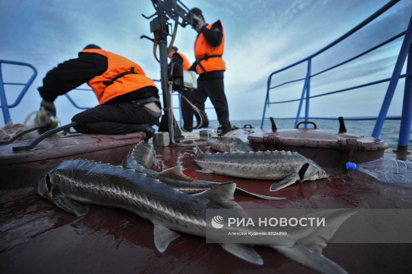 Борьба с браконьерством осетровых в Каспийском море
