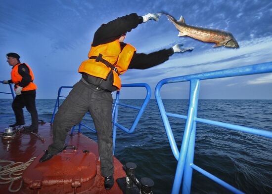 Борьба с браконьерством осетровых в Каспийском море