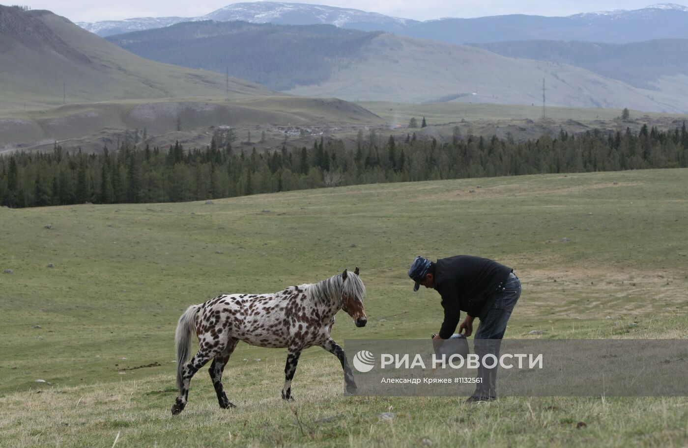 Разведение лошадей в Улаганском районе республики Алтай