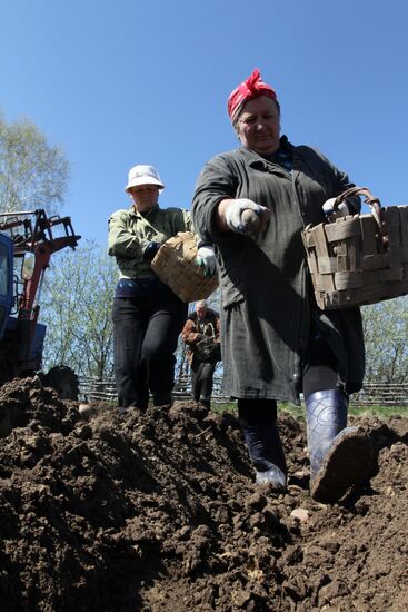 Посадка картофеля в деревне Бобровка Омской области