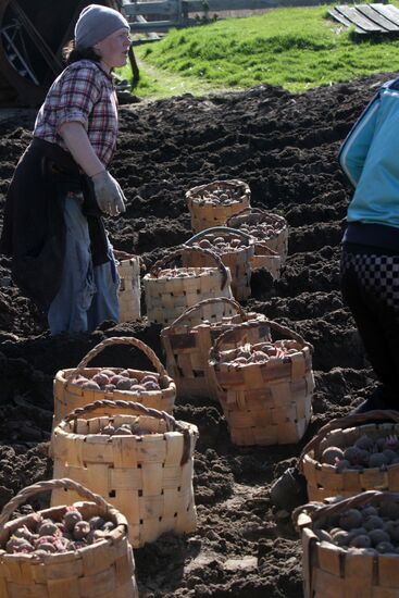 Посадка картофеля в деревне Бобровка Омской области