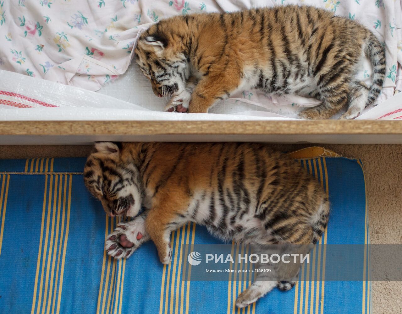 В Сочи собака выкармливает тигрят, от которых отказалась мать