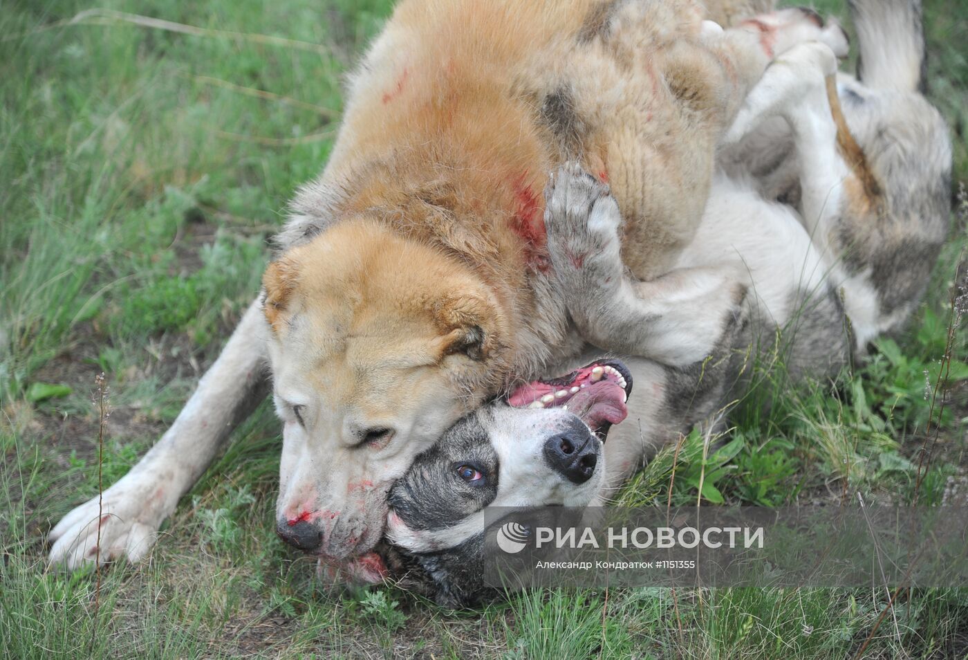 Собачьи бои во время празднования Сабантуя в Челябинской области