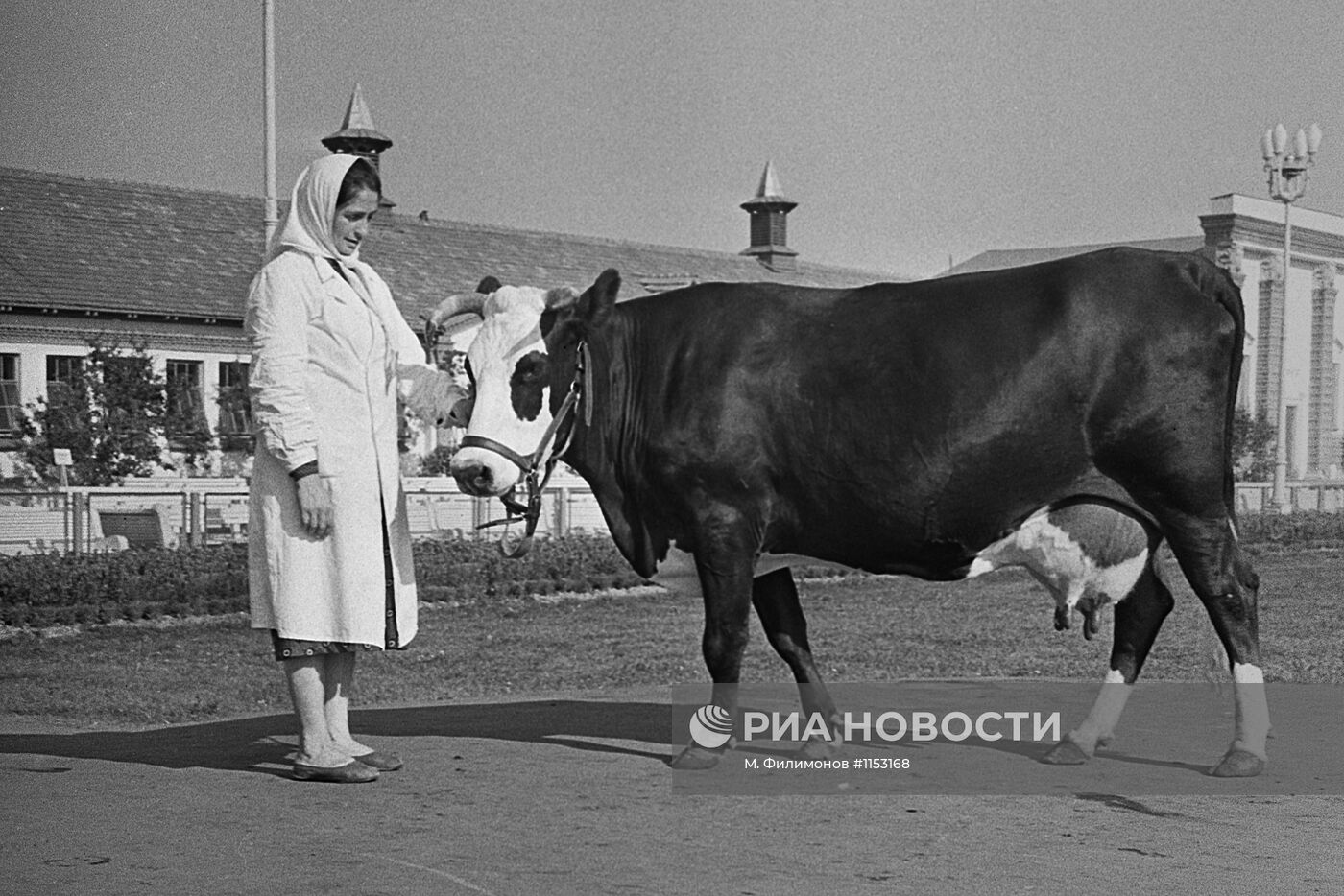 Украинская корова по кличке "Мазурка"