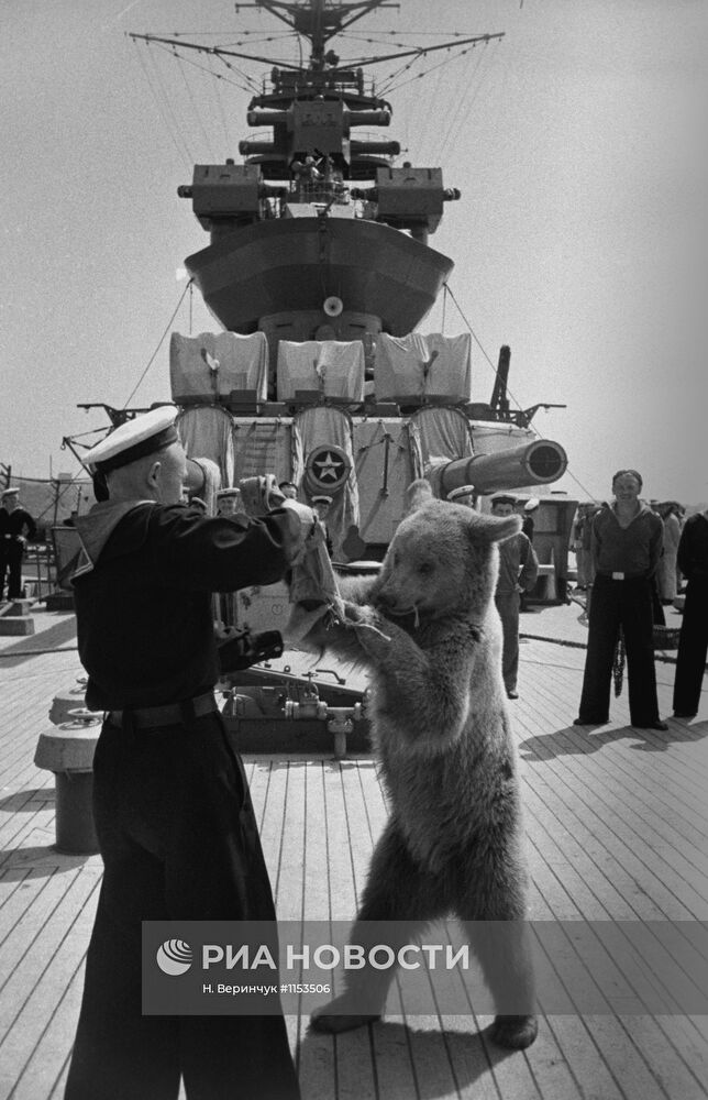 Медвежонок на палубе линкора "Севастополь"