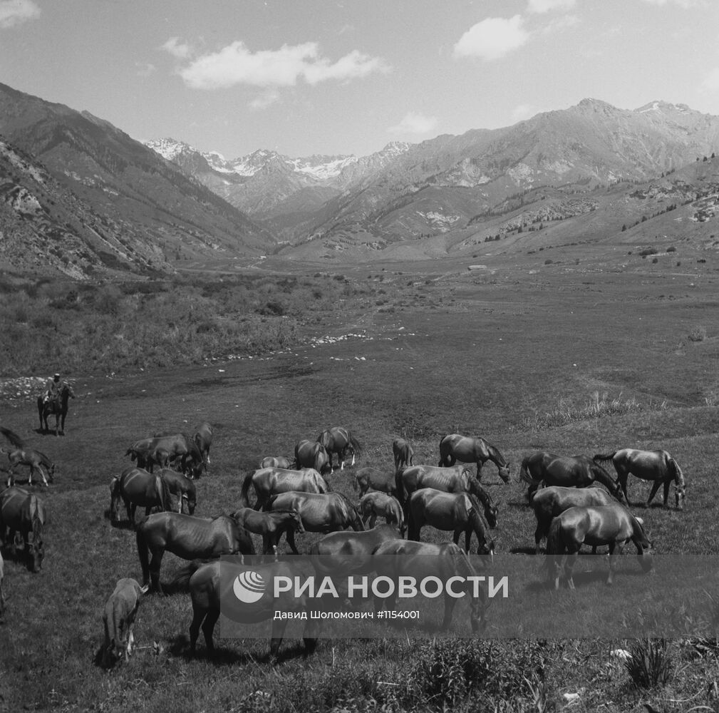 Табун лошадей новокиргизской породы