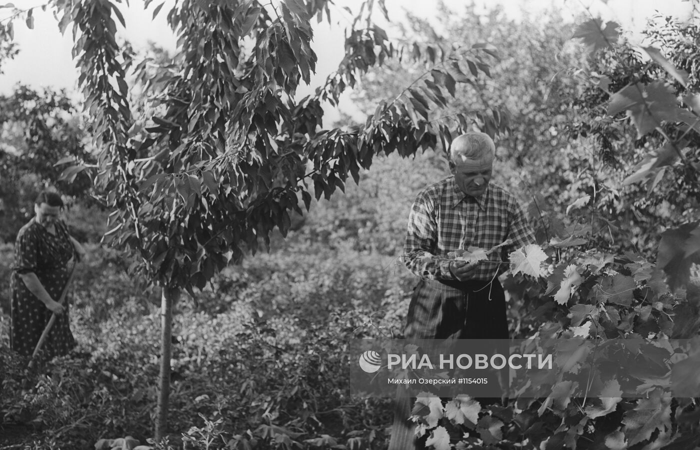 Машинист Усть-Лабинской МТС в саду
