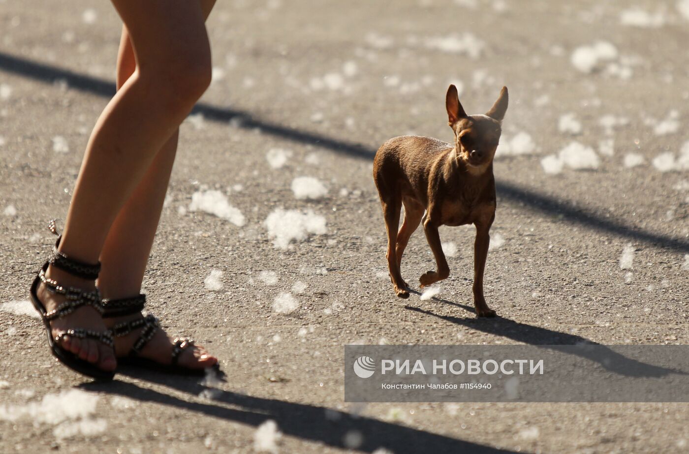 Тополиный пух в Великом Новгороде