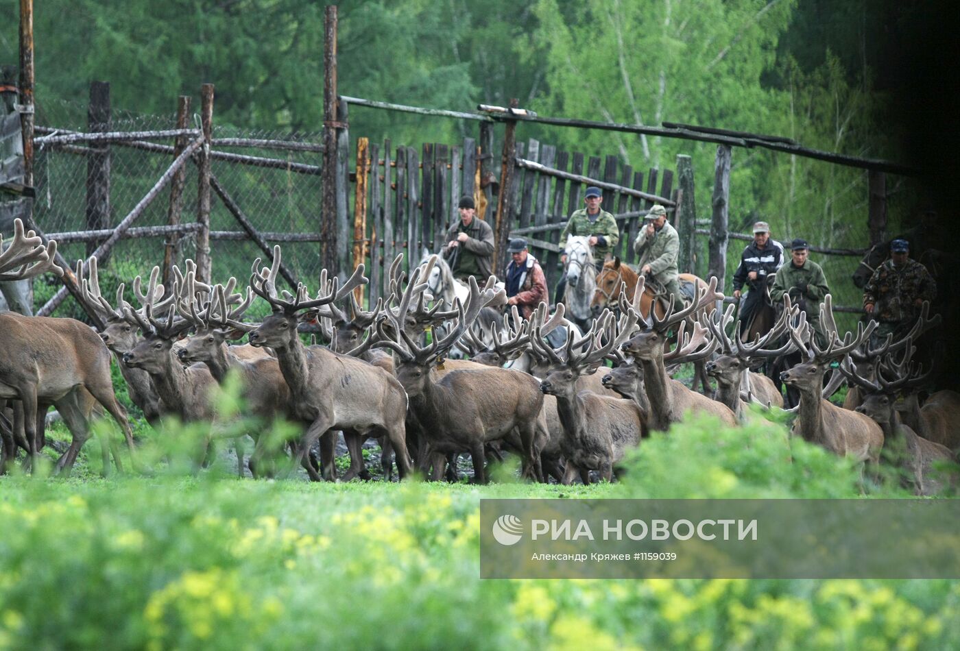 Работа фермы по разведению маралов в республике Алтай | РИА Новости  Медиабанк