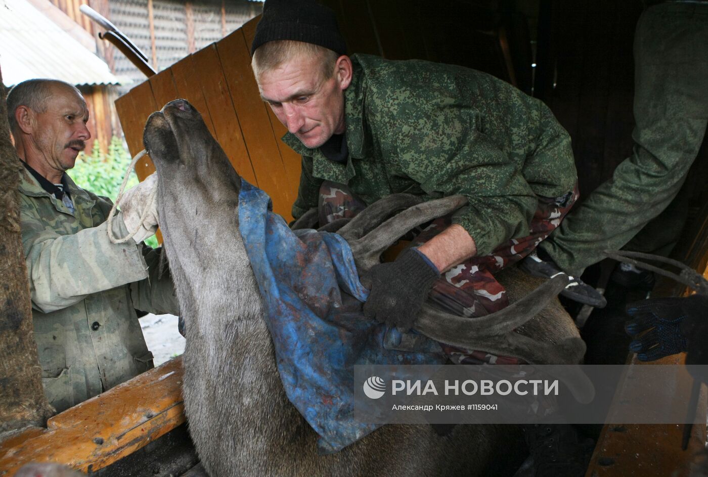 Работа фермы по разведению маралов в республике Алтай