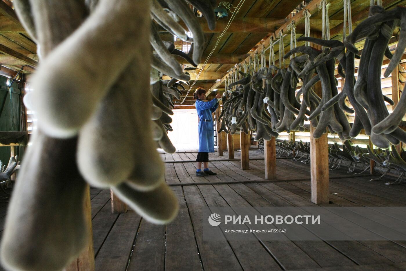 Работа фермы по разведению маралов в республике Алтай